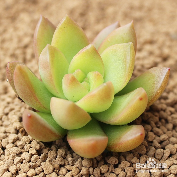 5种多肉植物中的