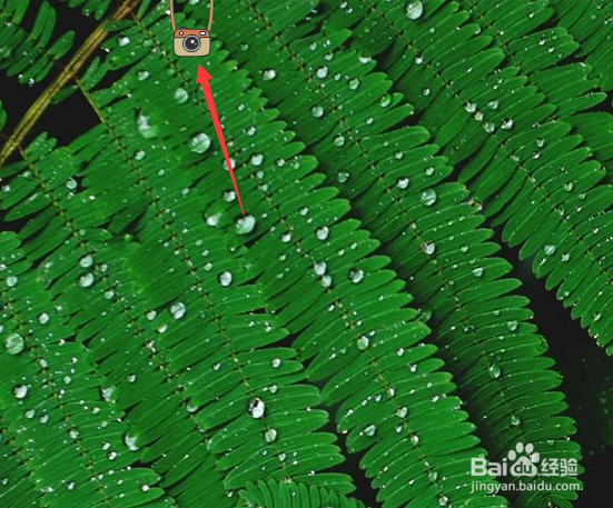 小鸟壁纸怎么隐藏拉一拉挂件