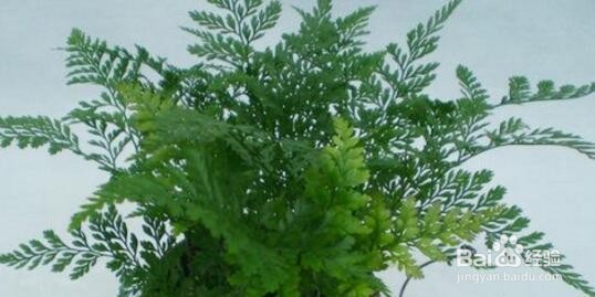 金毛蕨类植物怎么养