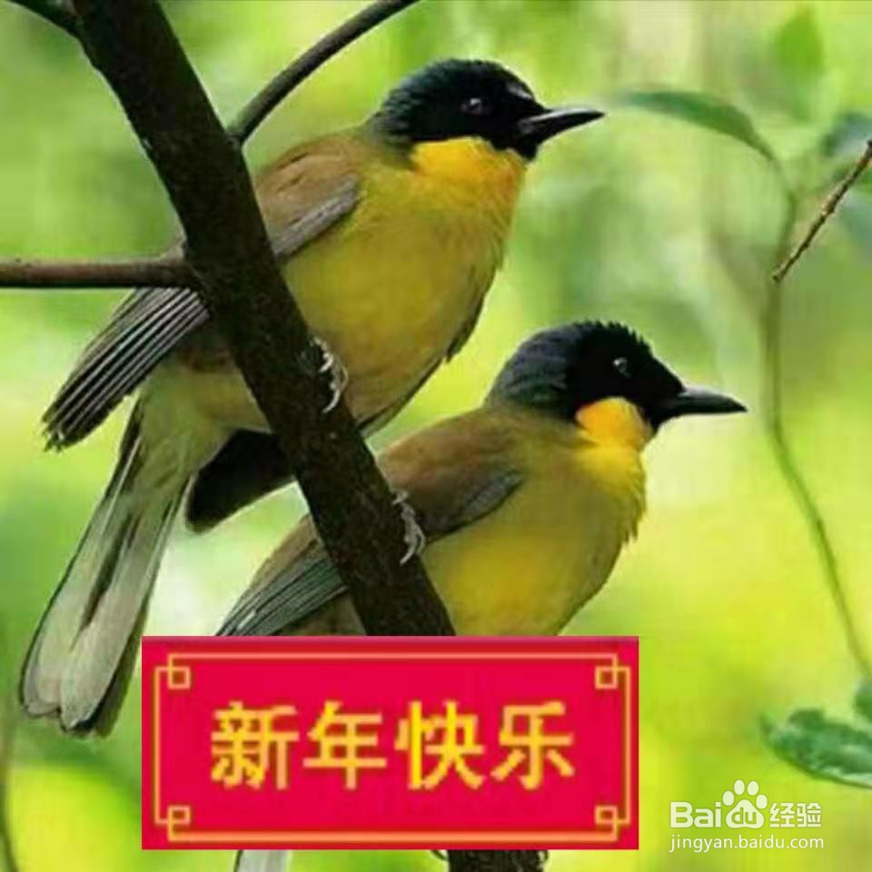 怎么用稿定设计给你的微信头像下面加 新年快乐