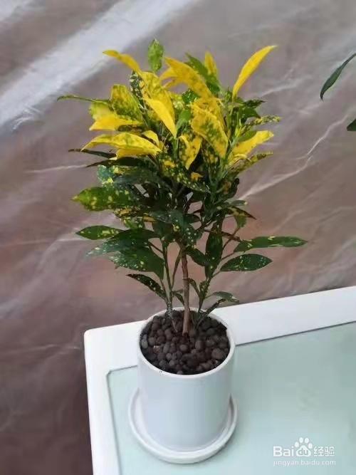 黄金树的养殖方法和注意事项