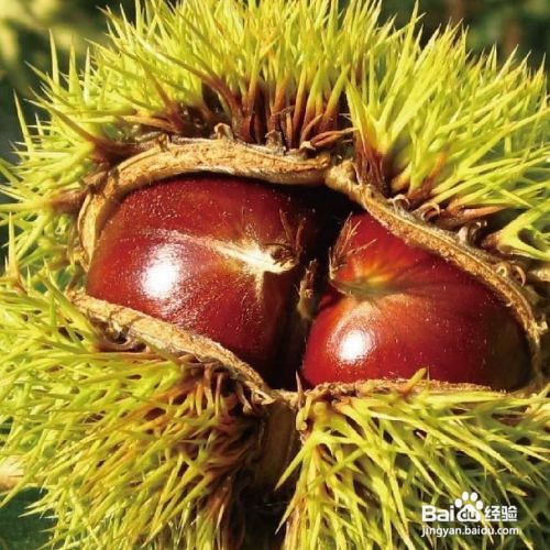 板栗有虫子该怎么去除