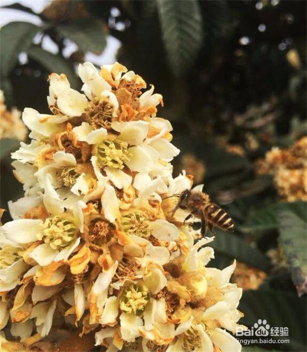 着凉能喝蜂蜜水吗?感冒的人能不能喝蜂蜜水?