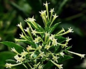 告诉你生活用品驱蚊小妙招