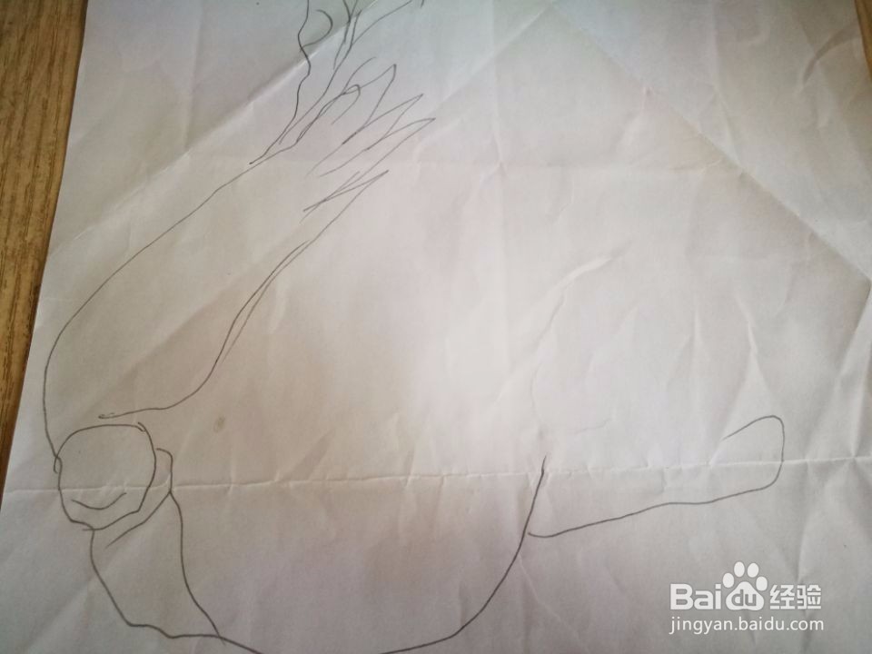 大白菜简笔方法