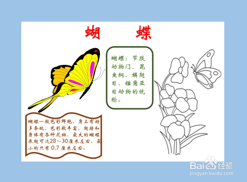 蝴蝶手抄报简单又漂亮