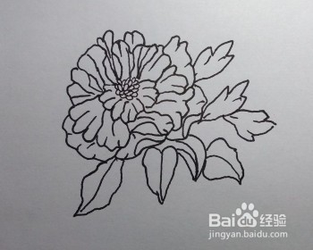 线描画：怎么画石榴花如何画石榴花（步骤）