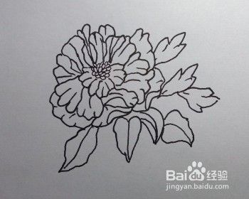 线描画：怎么画石榴花？如何画石榴花？（步骤）