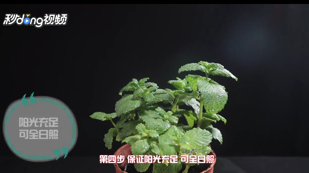 怎样种植薄荷