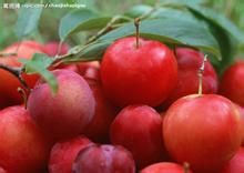 多吃苹果的3大神奇功效