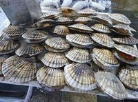贝类多糖的提取方法