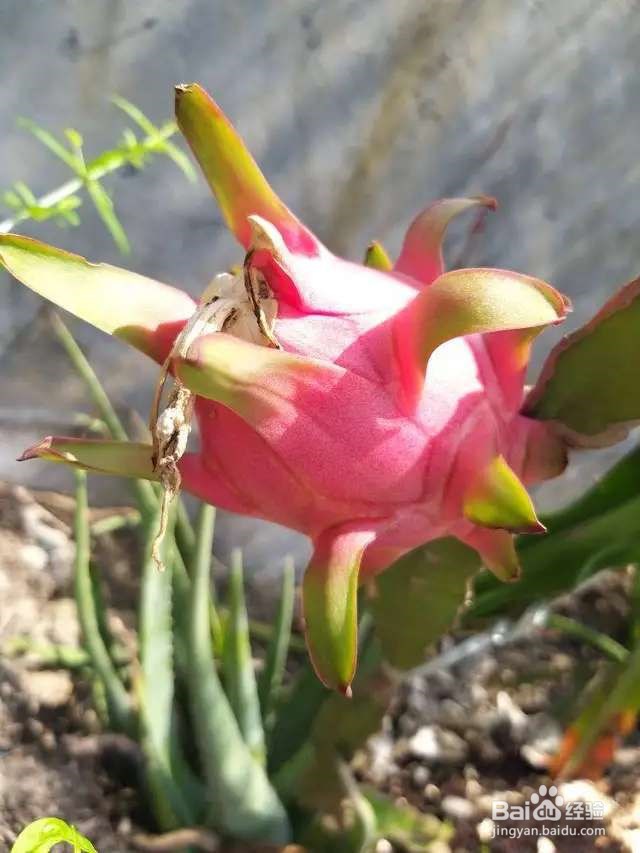 火龙果挖一勺籽，撒土里，长出毛绒绒小森林