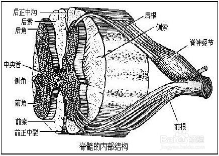 脊髓损伤下肢瘫痪无力麻木，大小便失禁