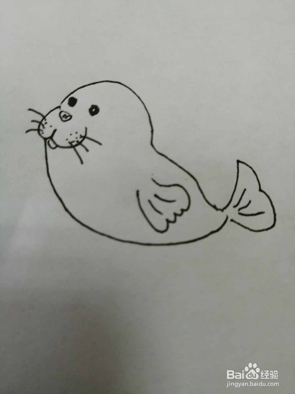 可爱的小海豹怎么画