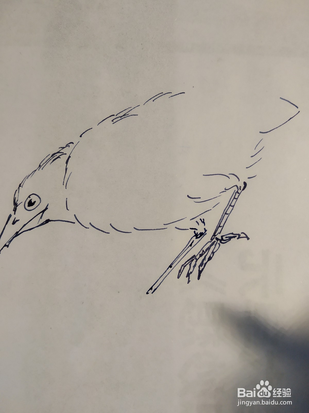 如何用双勾法画伯劳鸟?