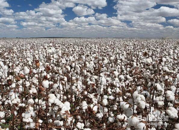 棉花妈妈是怎样传播种子的