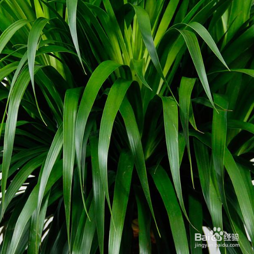 龙血树茎秆掉皮腐烂应该怎么办？