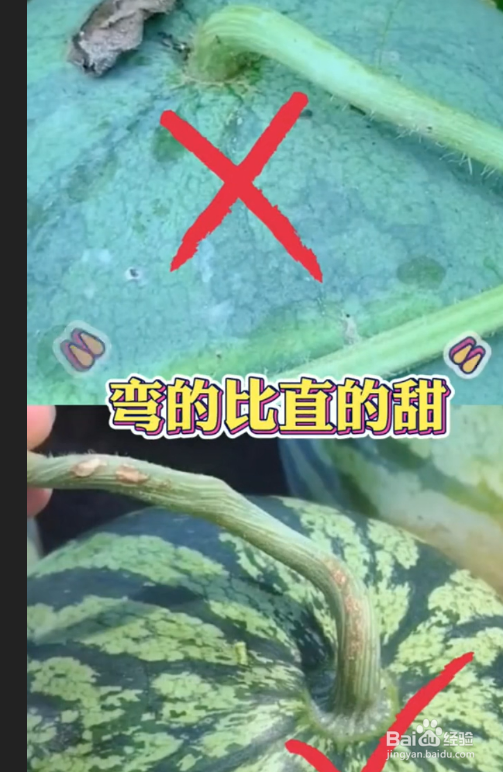 如何挑选西瓜
