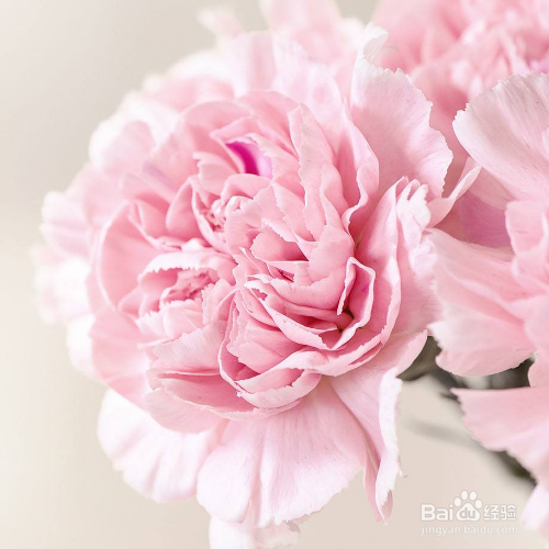 康乃馨的叶子掉落了怎么办？