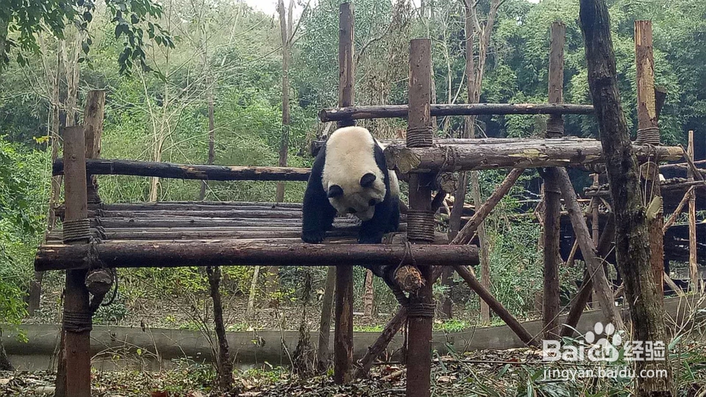 成都熊猫基地一游