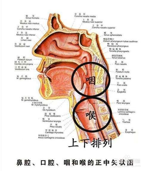 胸腔為下部共鳴腔.