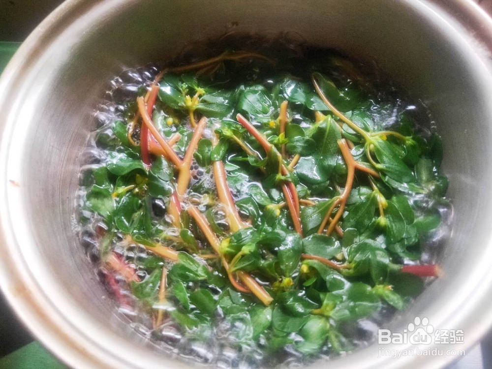 消夏小菜---凉拌马齿苋