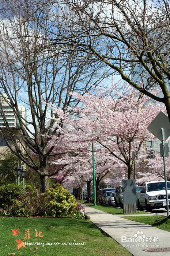 樱花树下的婴花(组图)