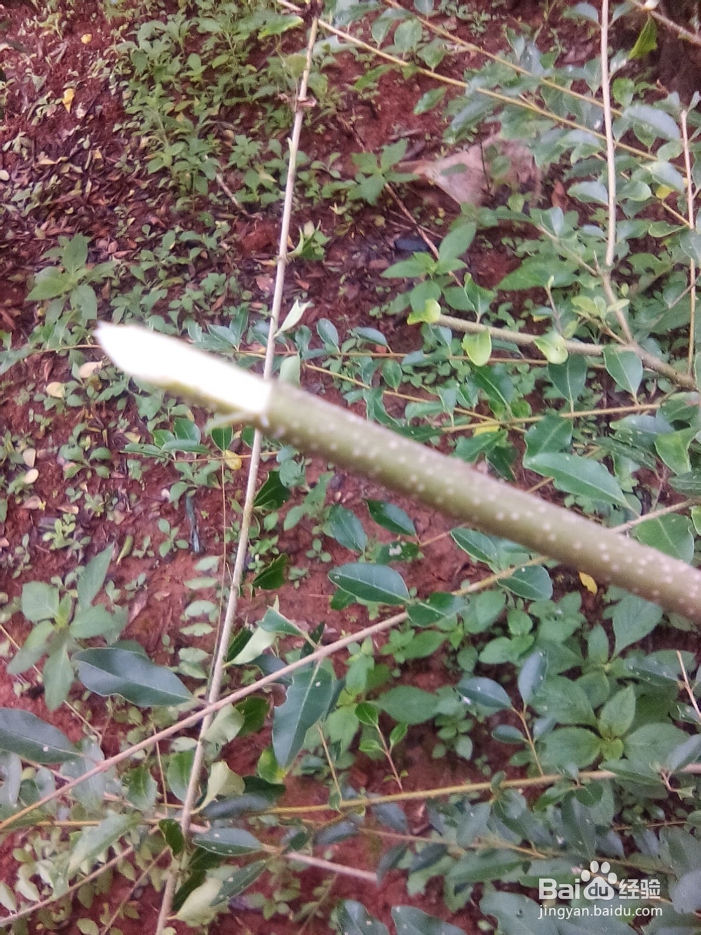 树木嫁接的方法