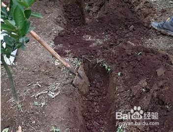 怎么给树施肥
