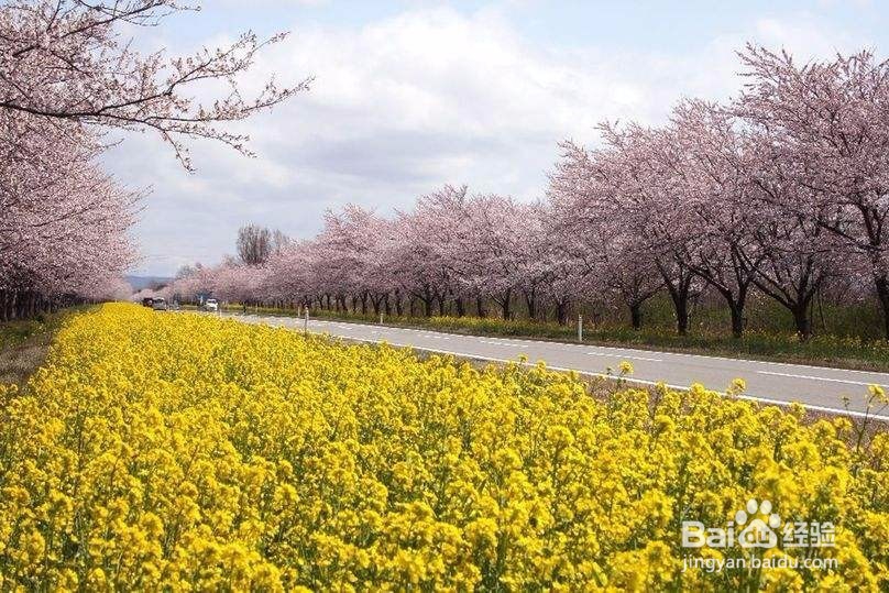 7天怎么安排去日本蜜月旅游
