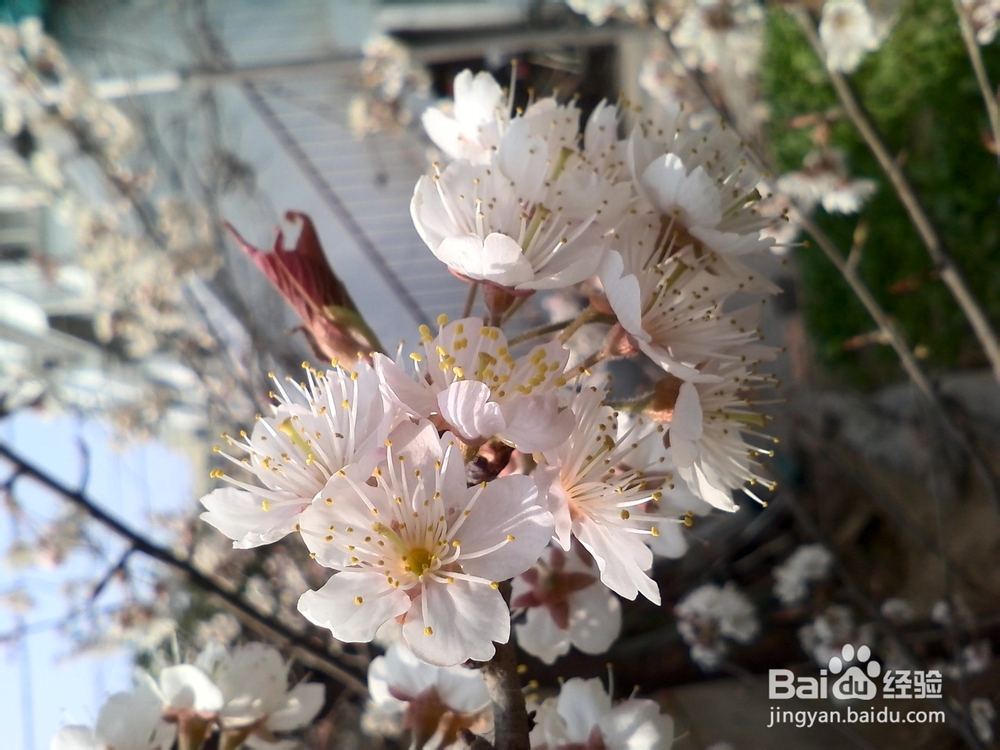 把春天的樱花朵朵拍出风采 手机拍