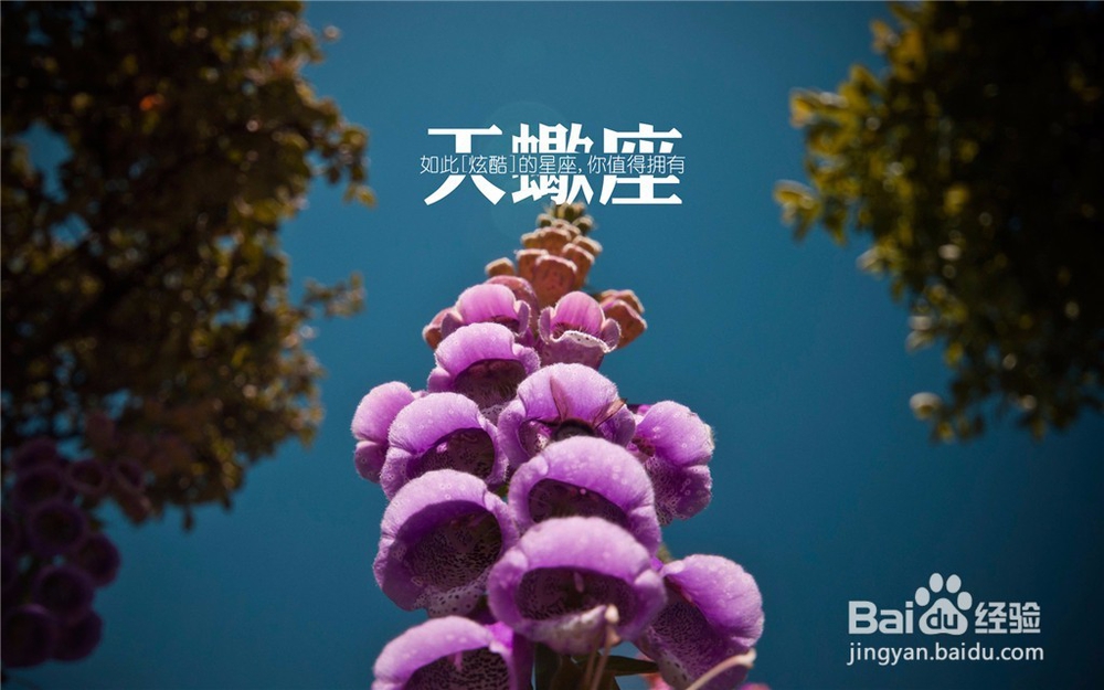 我就是这样的天蝎，爱我你怕了吗