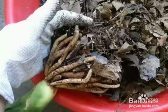 君子兰烂根别慌，切1刀泡一泡，2周长出大白根