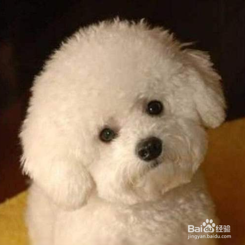 卷毛比熊犬性格特征有哪些?