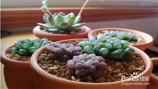 冰灯玉露怎么养