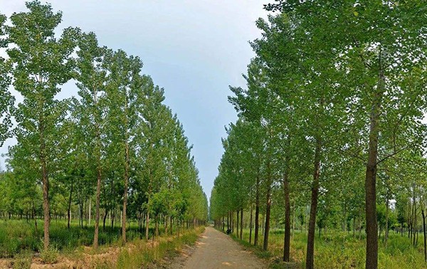 杨树为什么可以适应寒冷环境