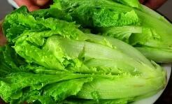 秋季适合种什么菜