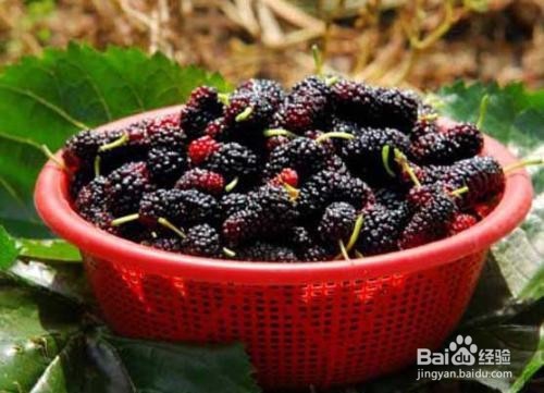 桑葚的作用以及食用禁忌