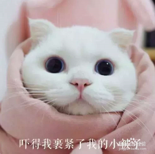 一到假期我的猫该怎么办呢