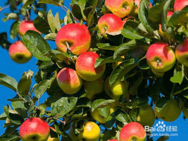 八月份苹果树常见病虫害防治