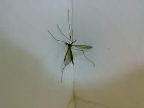 蚊子喜欢什么