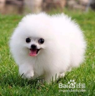 如何选择一家好的宠物美容学校