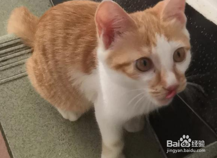 大猫不给小猫喂奶怎么办