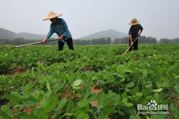 种植花生,如何防止蛴螬