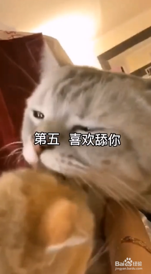 猫咪对主人特别宠爱的行为表现