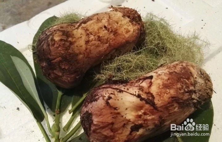 怎样清洗松茸