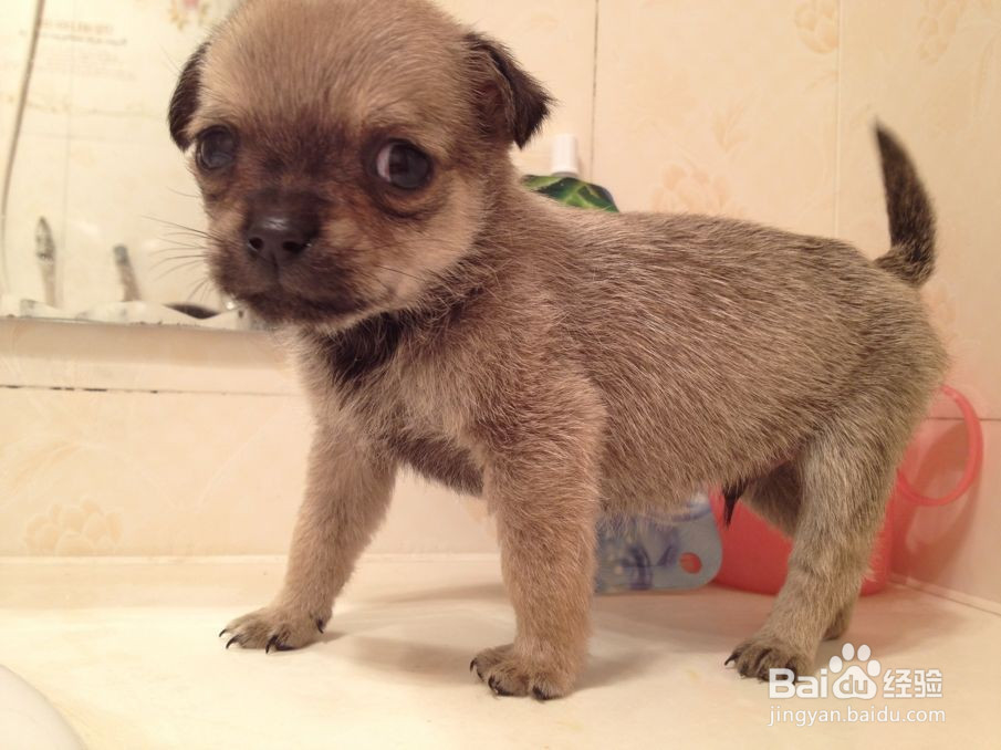 串串狗到底是什么犬种?