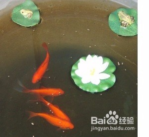 不打氧怎样养金鱼