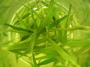 慢性前列腺炎吃什么药？