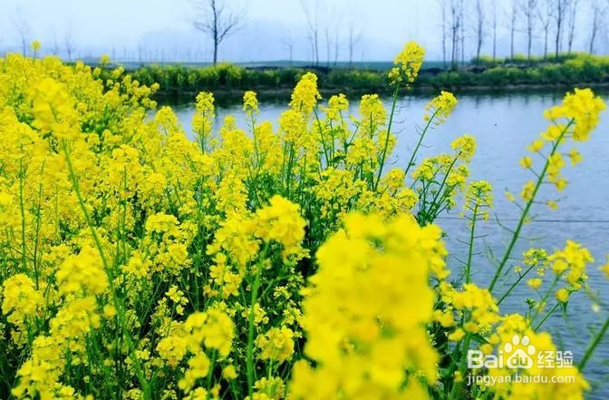 生活中油菜花蜜竟然还有这样7大好处!